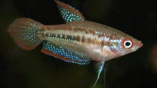 Gourami grogneur nain - Fiche poisson