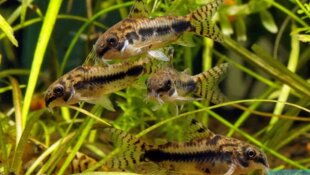 Corydoras habrosus 