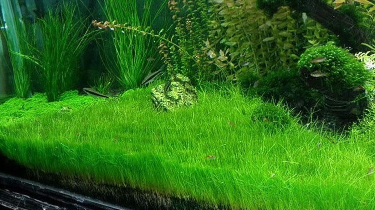 Plantes qui donnent l'effet de tapis dans l'aquarium | Autre catégorie
