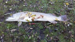 Pour tous ceux qui veulent s'initier à la pêche du brochet 