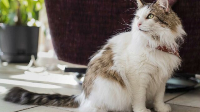  Nourrir un chat une fois par jour serait idéal