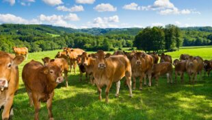 « Mon Boucher a la Côte »: Les Viandes Limousines en Auvergne Rhône-Alpes