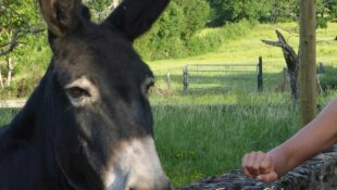 DIALOGUER AVEC L’ÂME ANIMALE