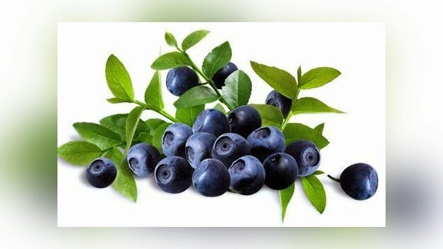 Le bleuet, le fruit de la passion du Saguenay-Lac-Saint-Jean