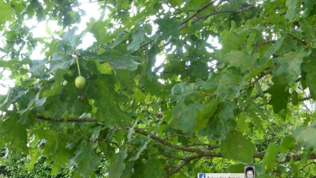 NOUS, les travailleurs de la Lumière