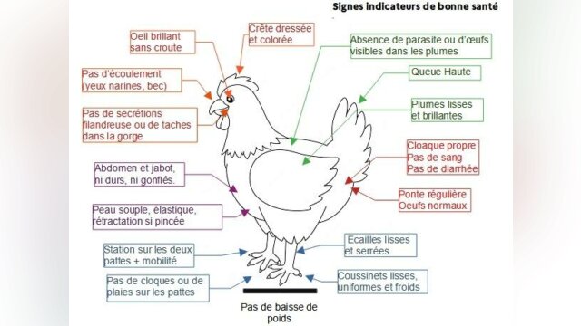 Examen de routine d'une poule