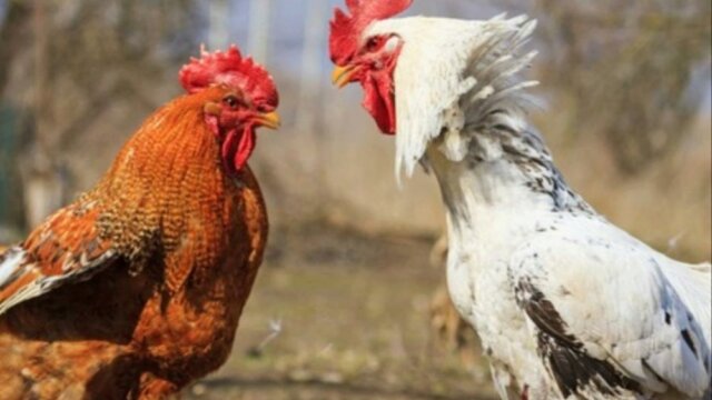 Main photo L'introduction de nouvelles poules au poulailler.