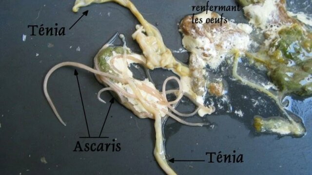 Les vers et vermifuges