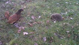 Les prédateurs des poules/Partie3