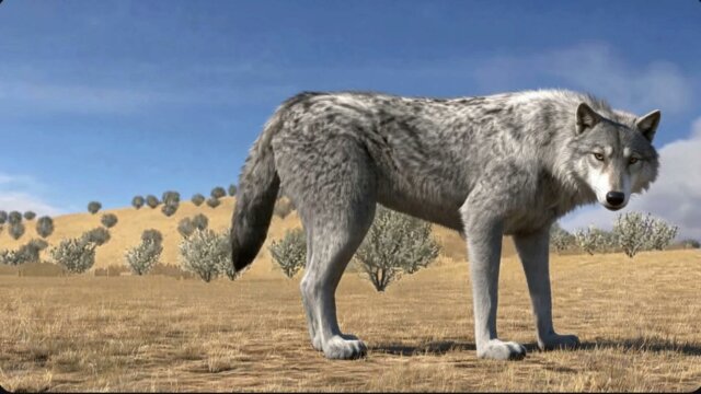 WolfQuest reborn 