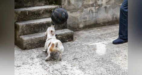 [Animaux]  ☞ Je l'ai, je l'ai ...